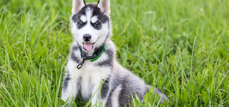 I cani possono vivere senza le ghiandole surrenali?