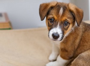개가 부신 없이도 살 수 있습니까?