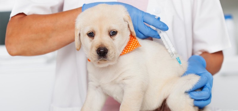 Os cães podem viver sem vacinas?