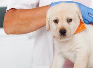 개는 백신 없이 살 수 있습니까?