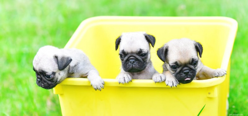 犬はワクチンなしで生きていける?