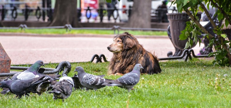 Les chiens peuvent-ils vivre avec les pigeons ?