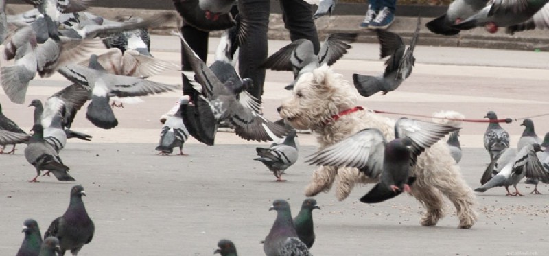 I cani possono vivere con i piccioni?