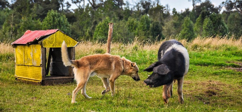 Kunnen honden met varkens leven?