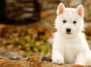 犬は太鼓腹の豚と一緒に暮らすことができますか?