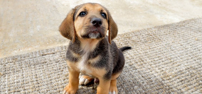 Os cães podem conviver com porcos barrigudos?