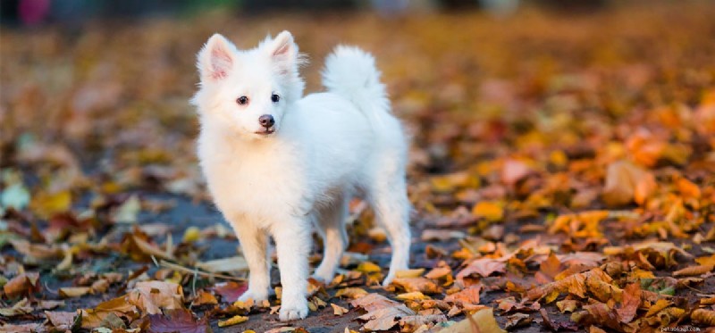 Os cães podem conviver com porcos barrigudos?