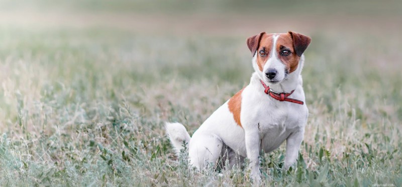 Kan hundar leva med rabies?