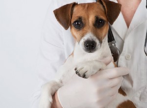 犬は腎不全で生きていける?