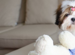 犬はフクロモモンガと共存できますか?