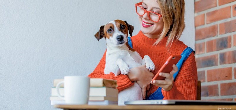 Kunnen honden samenleven met kalkoenen?