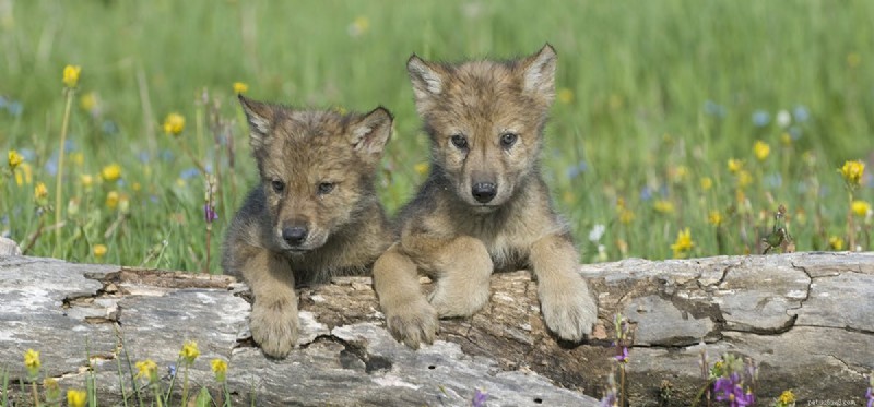 I cani possono accoppiarsi con i lupi?