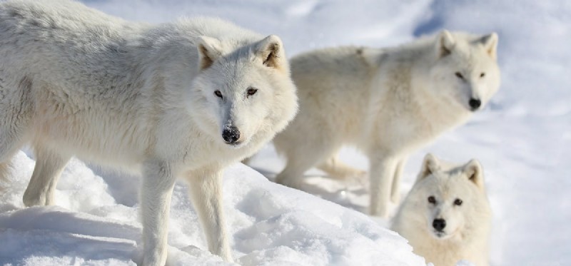 Cães podem acasalar com lobos?