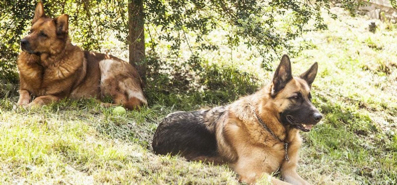 Les chiens peuvent-ils s accoupler avec les loups ?