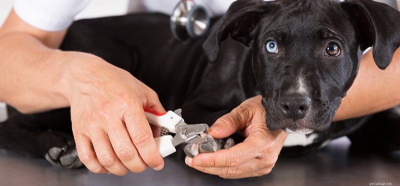 Kunnen de nagels van honden geïnfecteerd raken?