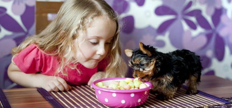 Le unghie dei cani possono essere infettate?