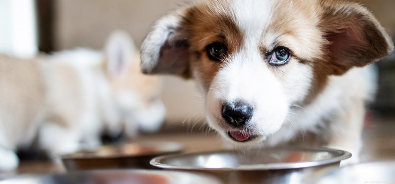 I cani non possono mangiare carne?