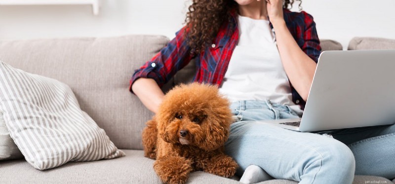 Kunnen honden alleen klinkers horen?