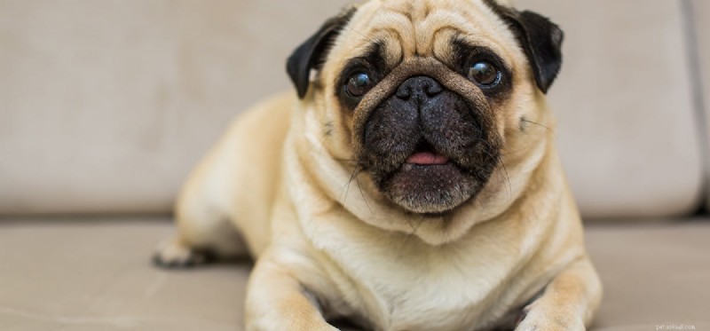 Kunnen honden een overdosis melatonine gebruiken?