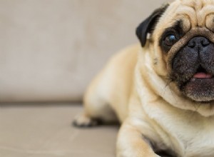 犬はメラトニンを過剰摂取できますか?