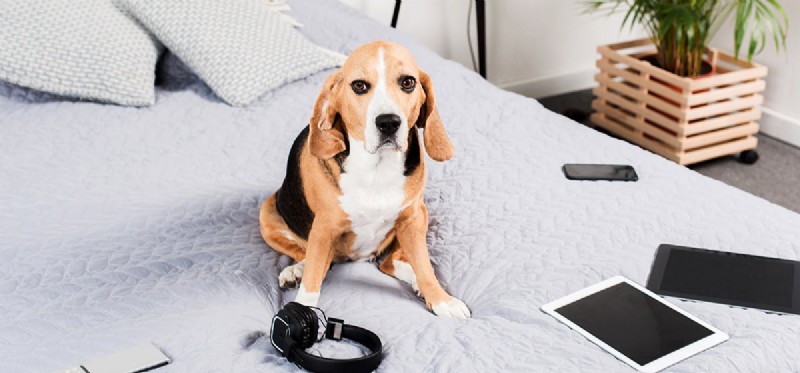 개가 TV에서 동물을 인식할 수 있습니까?