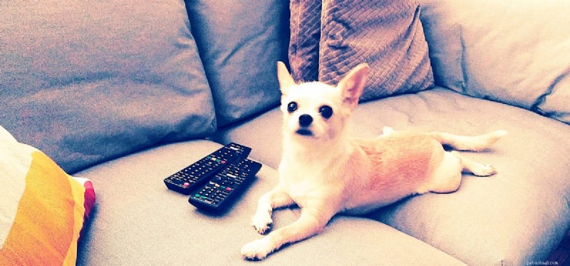 Os cães podem reconhecer animais na TV?