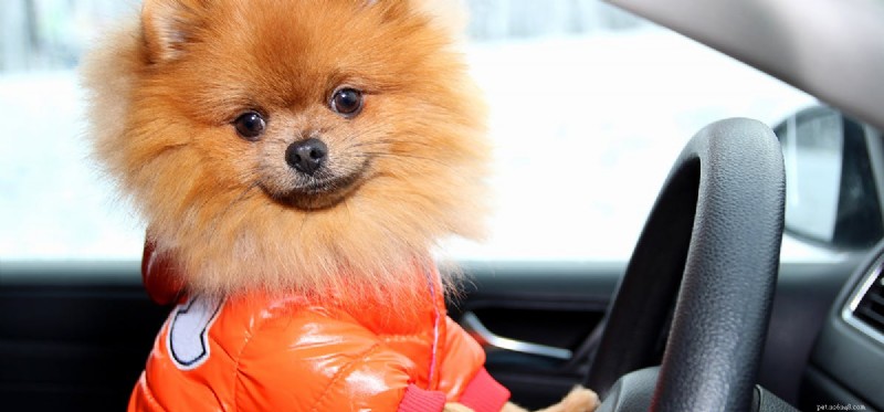 Dokážou psi rozpoznat auta?