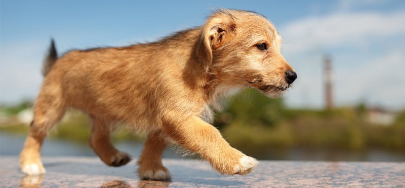 Dokážou psi rozpoznat kroky?