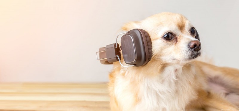 Kunnen honden muziek herkennen?