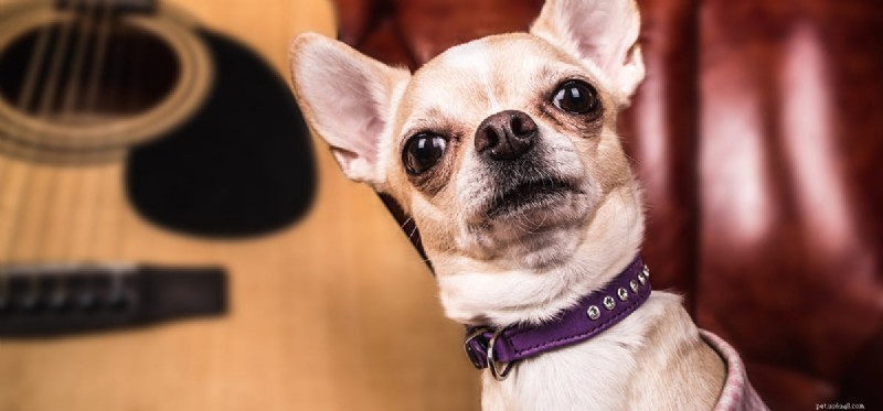 Kan hundar känna igen musik?