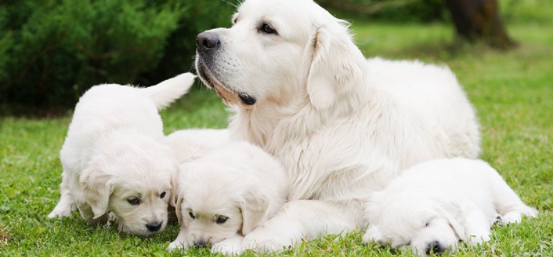 I cani possono riconoscere le loro mamme?