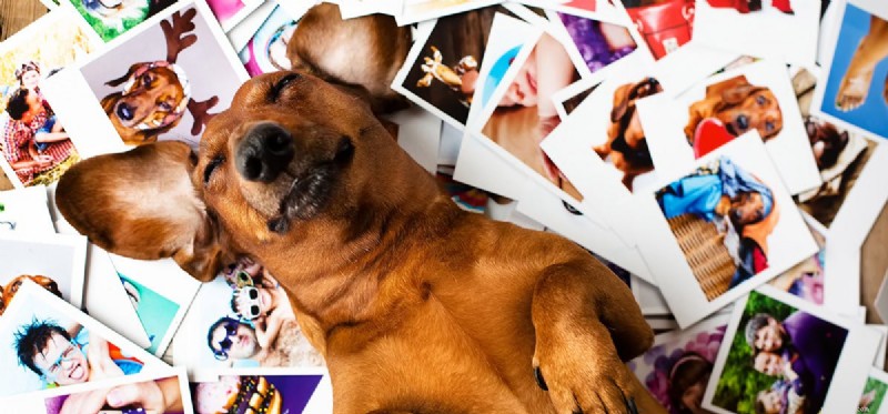 Kunnen honden hun baasjes op foto s herkennen?