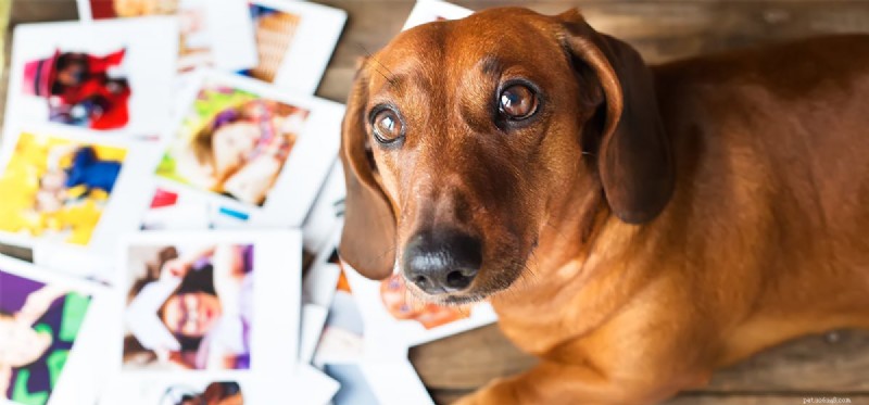 Os cães podem reconhecer seus donos em fotos?