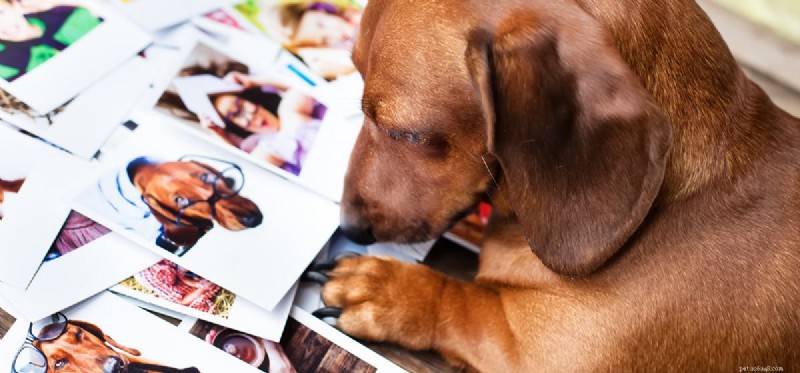 Kunnen honden hun baasjes op foto s herkennen?
