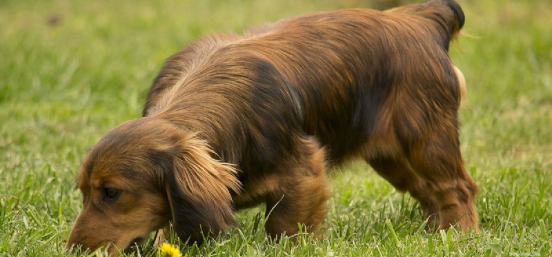 Mohou psi rozpoznat své vlastní hovínko?