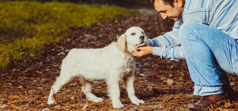 Les chiens peuvent-ils se souvenir des abus ?