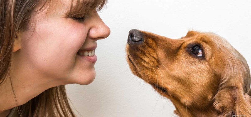 Kan hundar komma ihåg ansikten?