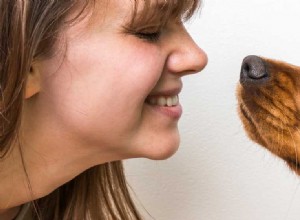 Mohou si psi pamatovat tváře?