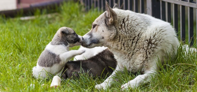 Os cães podem se lembrar de seus bebês?