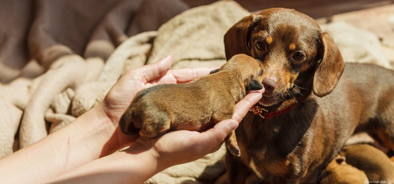 Kunnen honden zich hun baby s herinneren?