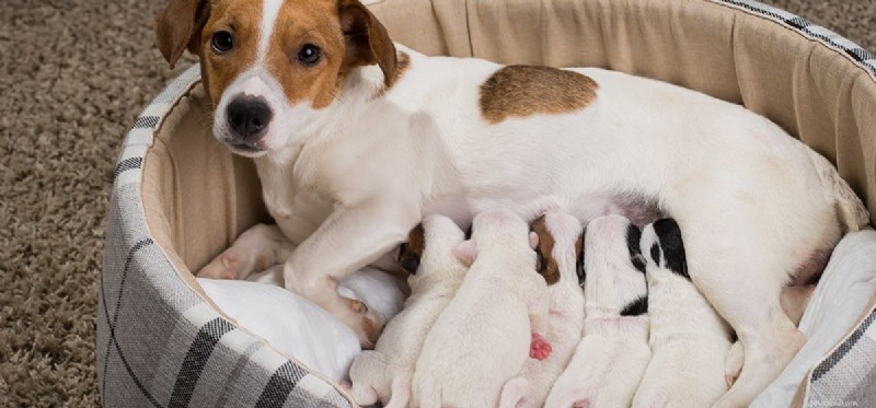 Les chiens peuvent-ils se souvenir de leurs bébés ?