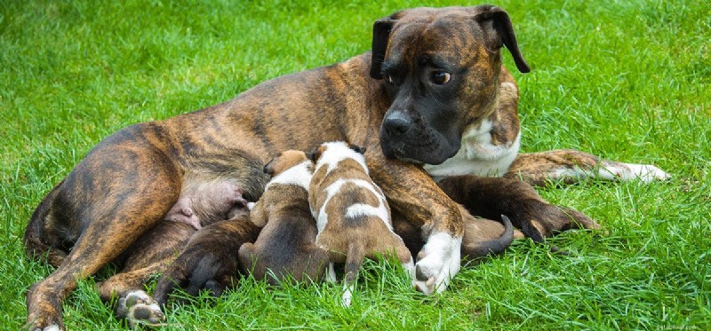Les chiens peuvent-ils se souvenir de leur mère ?