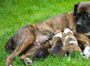 Mohou si psi pamatovat své matky?
