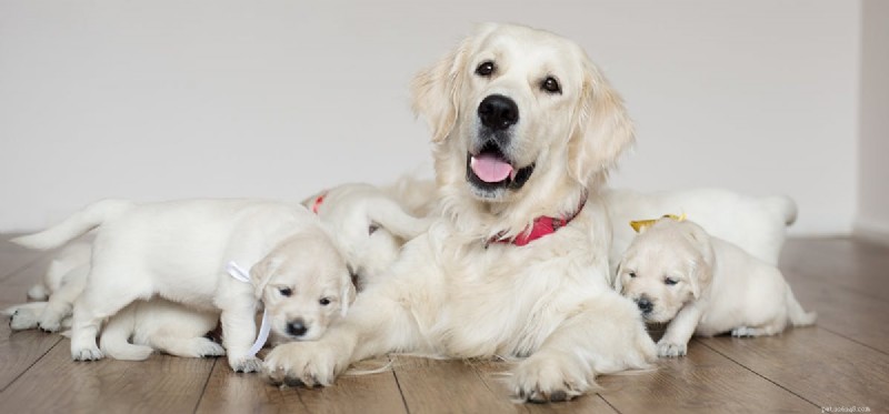 I cani possono ricordare le loro madri?