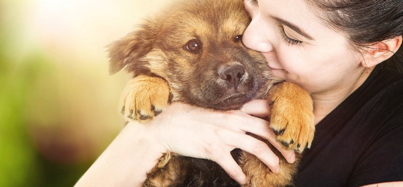 Mohou si psi pamatovat své majitele?
