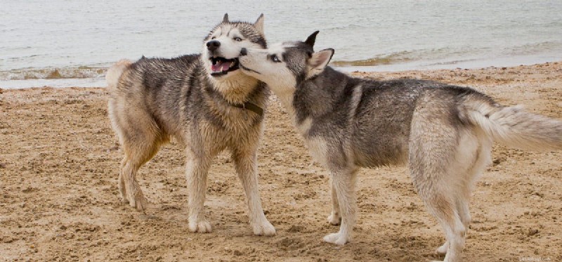 I cani possono ricordare i loro fratelli?