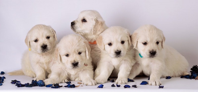 Kunnen honden zich dingen herinneren van toen ze puppy s waren?
