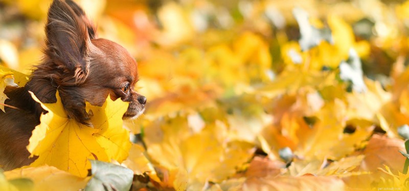 Les chiens peuvent-ils voir le jaune plus foncé ?