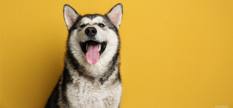 Les chiens peuvent-ils voir le jaune plus foncé ?