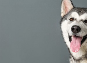 Могут ли собаки видеть серый цвет?